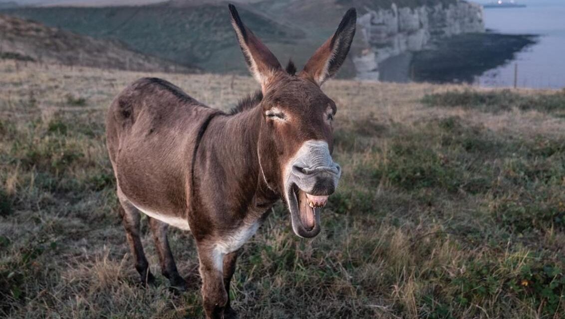 Burro grande, ande o no ande