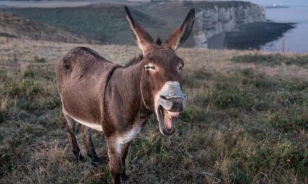 Burro grande, ande o no ande